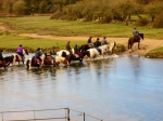 Horses crossing the ford