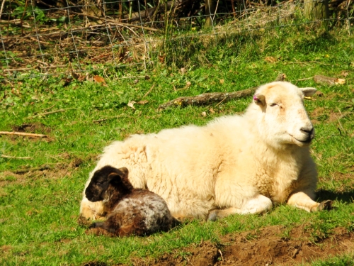Dozing lamb and mum